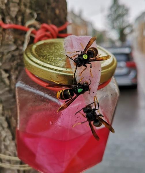 Marked Asian hornets on wick bait station