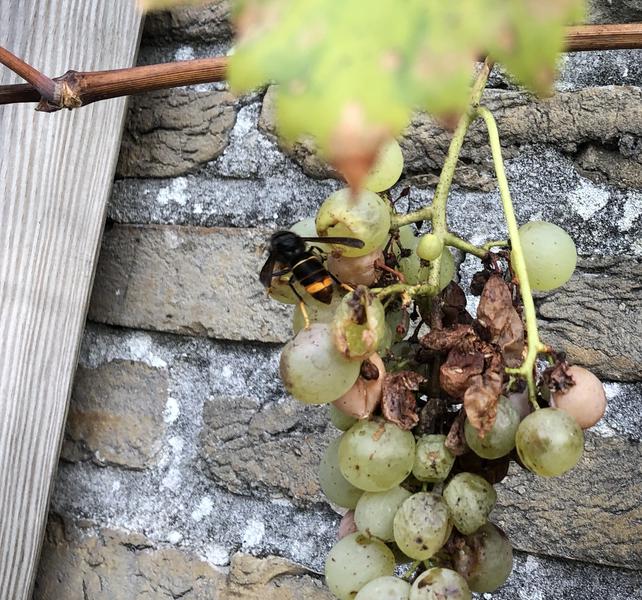 Aziatische hoornaar op fruit