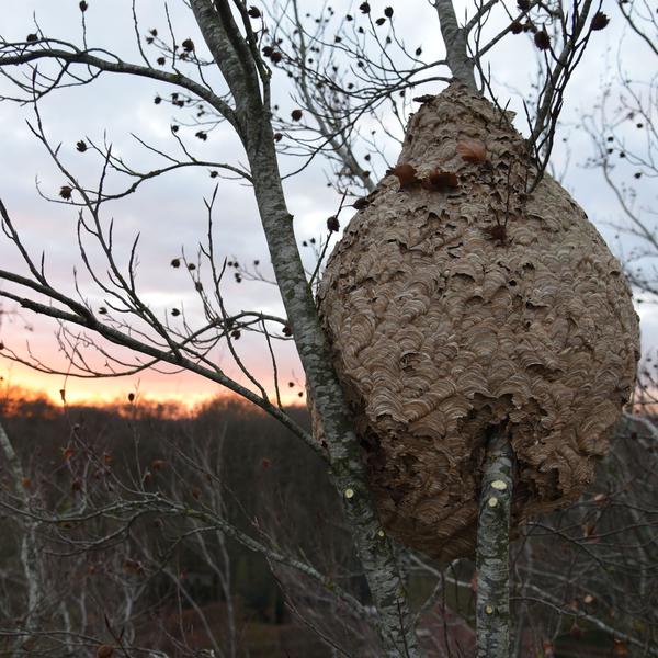 Asian hornet nest