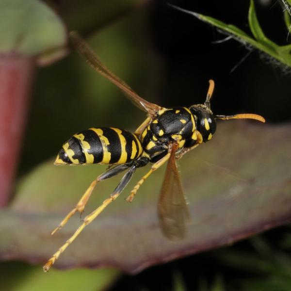(c) Fotoopa polistes-dominula