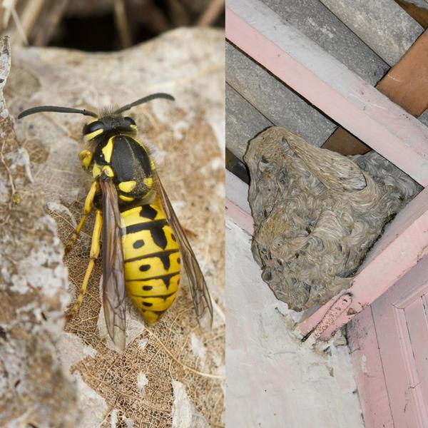 (c) Foto links: Brigitte van Passel, foto rechts: Karel Schoonvaere vespula