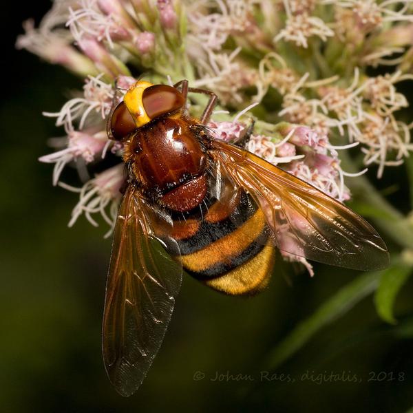 (c) Johan Raes, digitalis, 2018 volucella-zonaria