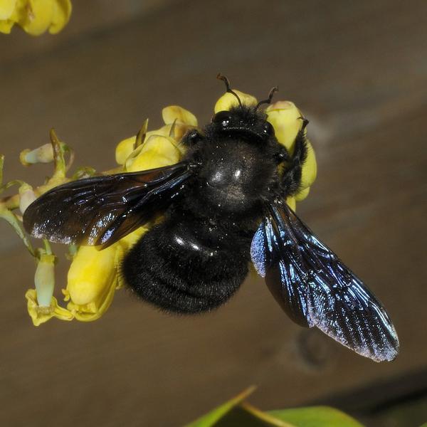(c) Annie Reynaerts xylocopa-violaceae