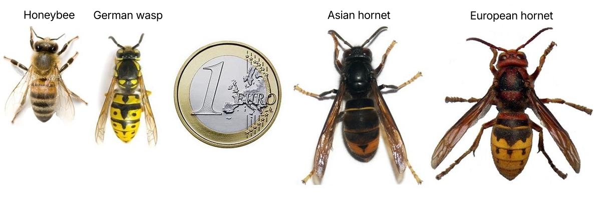 Identification Vespa Watch