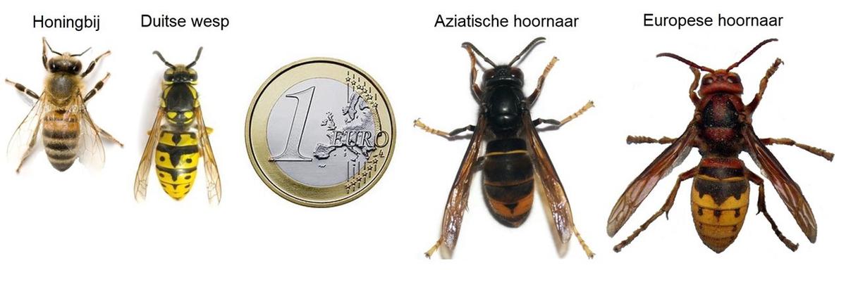 giant asian hornet queen