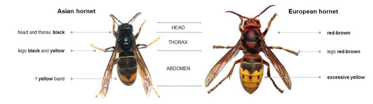 european hornet sting