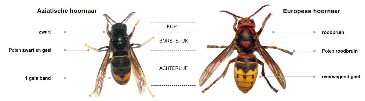 Verschil tussen de Aziatische en Europese hoornaar. Bron: Vespa-watch Belgie. https://vespawatch.be/identification/