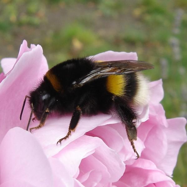 bombus