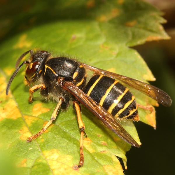 dolichovespula-media