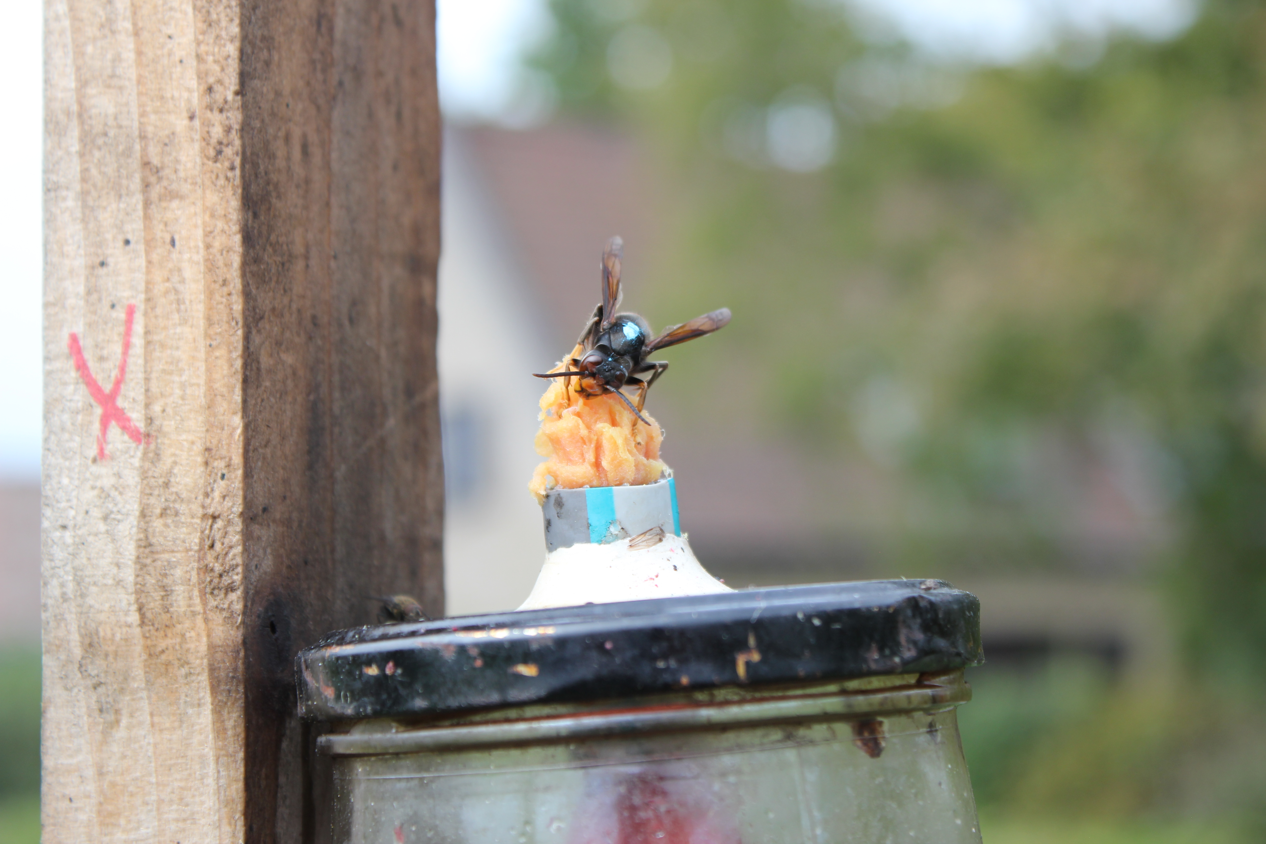 Vrijlaten