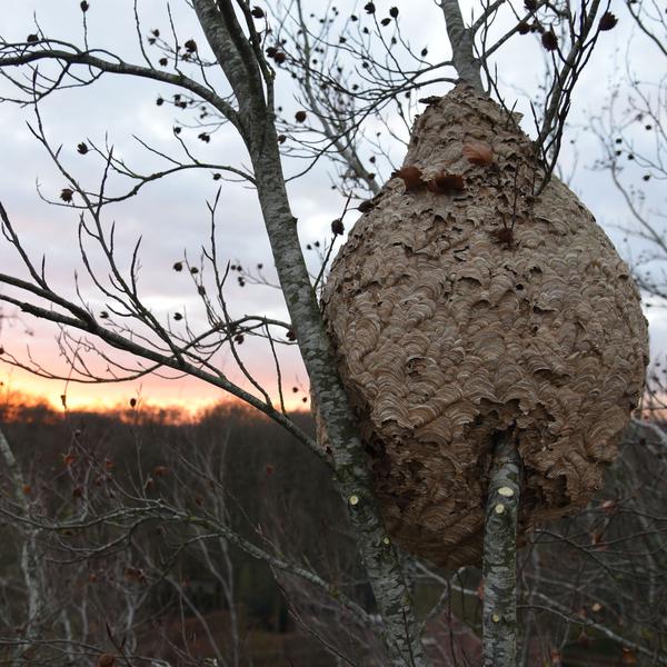 (c) Honeybee Valley Nest van Aziatische hoornaar