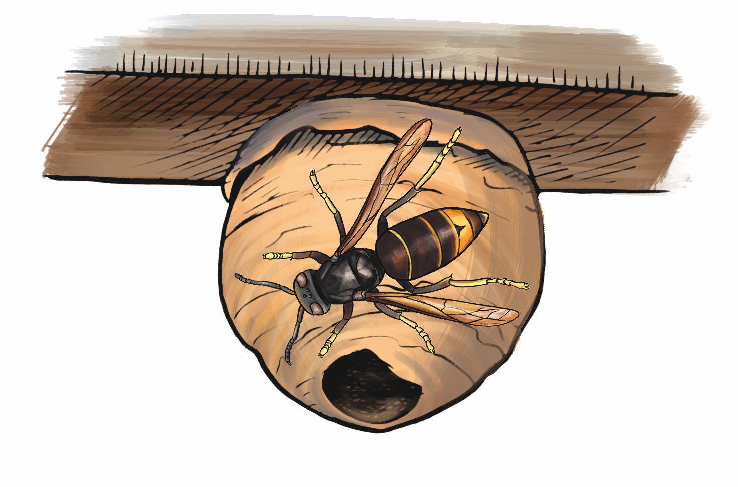 Embryonaal nest