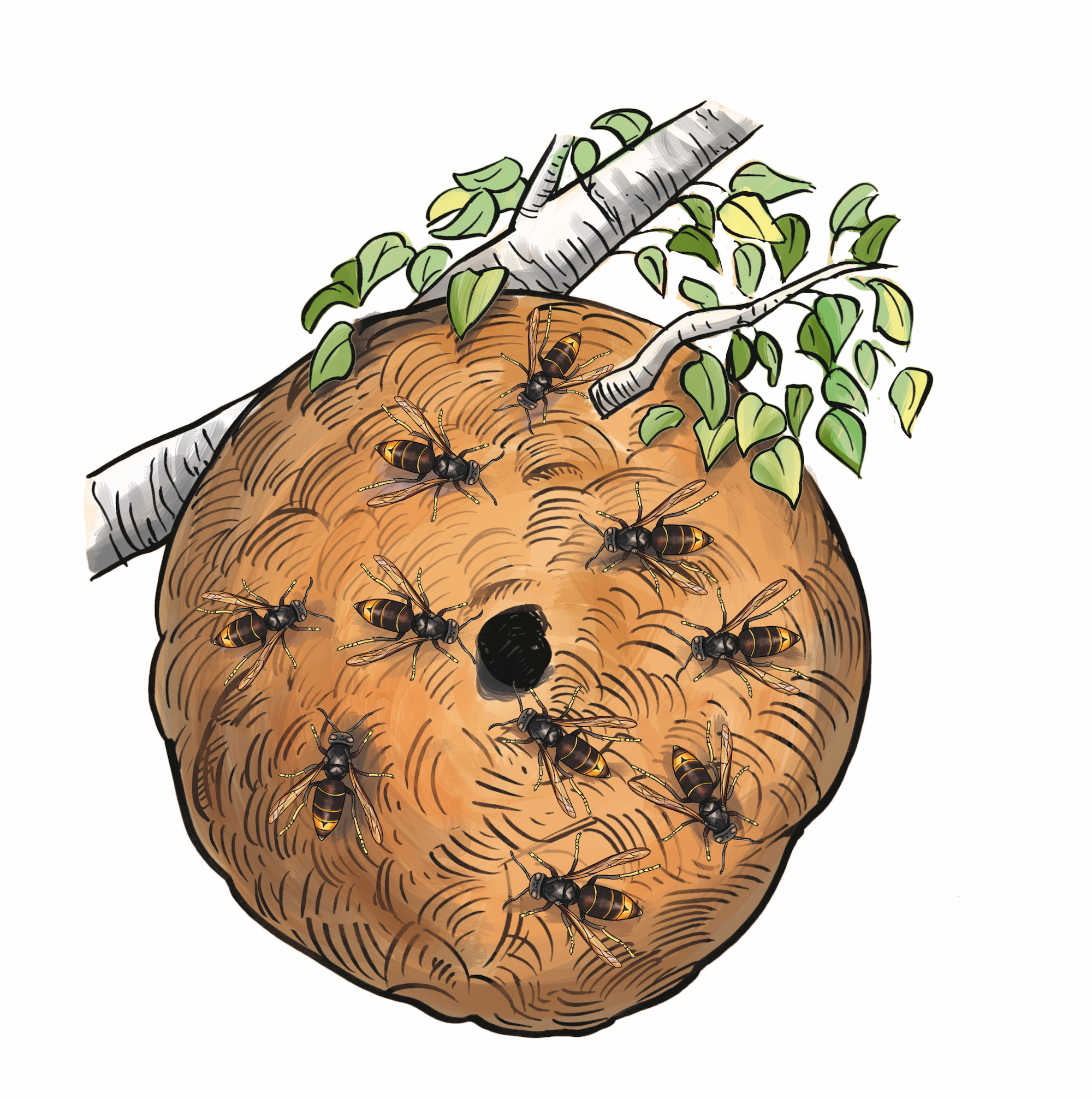Secondair nest