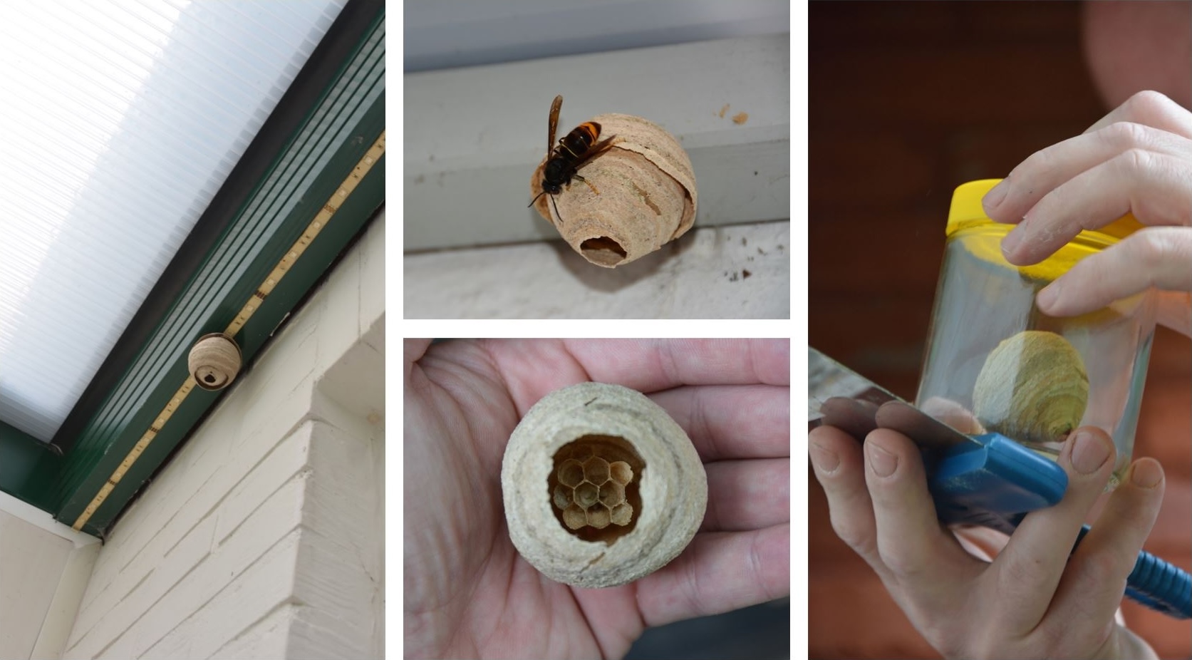 Foto's van embryonale nesten