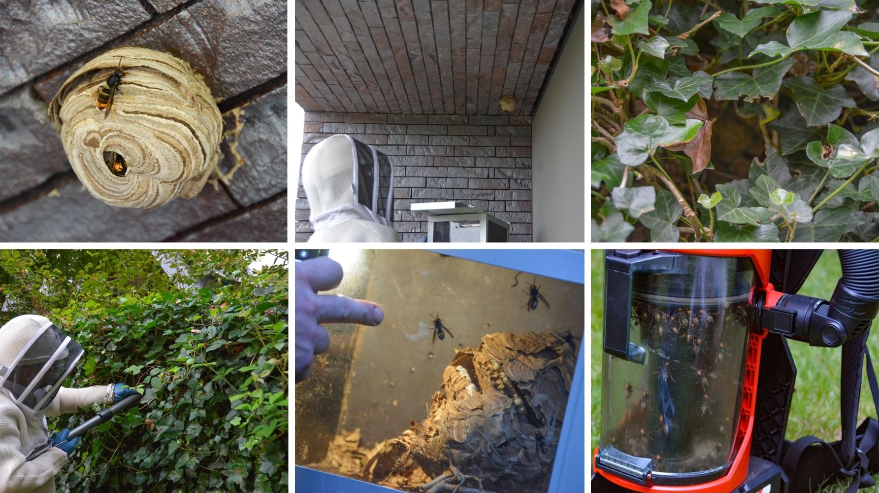 Foto's van primaire nesten