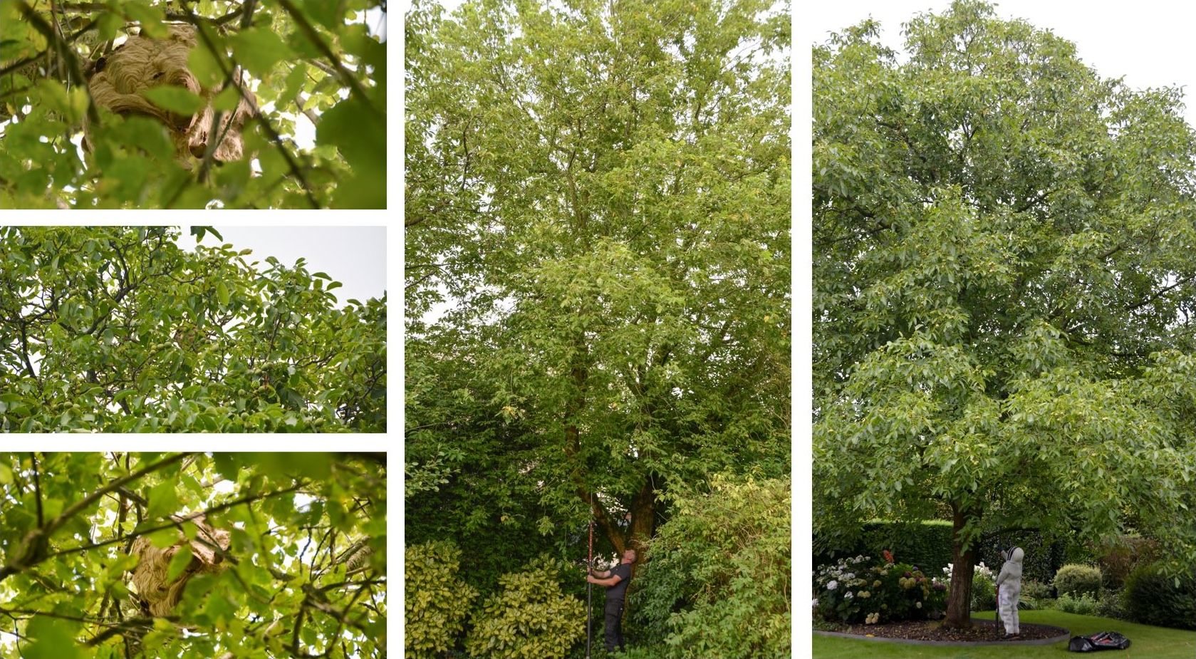 Foto's van secondaire nesten