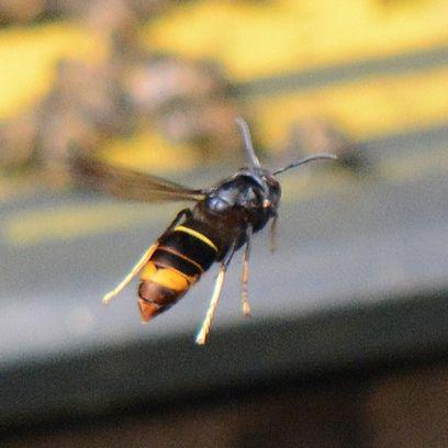 Flying Asian hornet