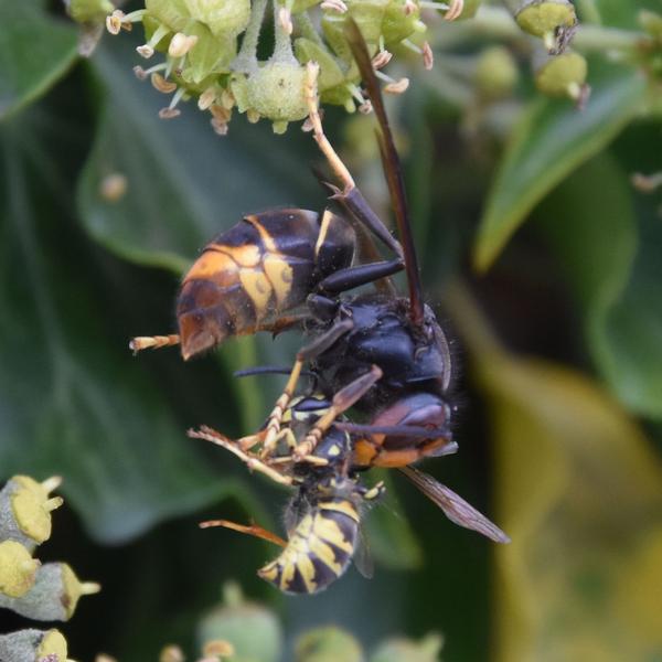 Asian hornet with prey